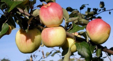 Přehled sibiřských odrůd jabloní